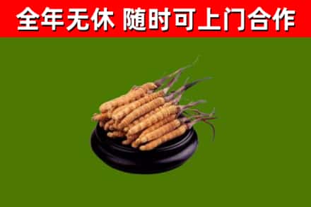 昌平区烟酒回收冬虫夏草.jpg